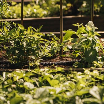 Hadice prosakovací 15m